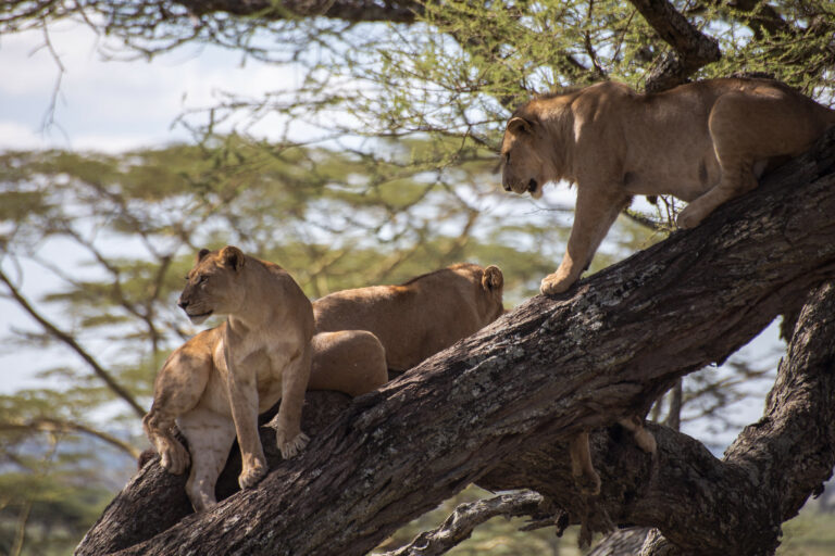 Lake Manyara National Park