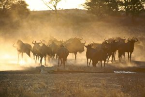 Great Migration Witness – 6- Tanzania Day Safari