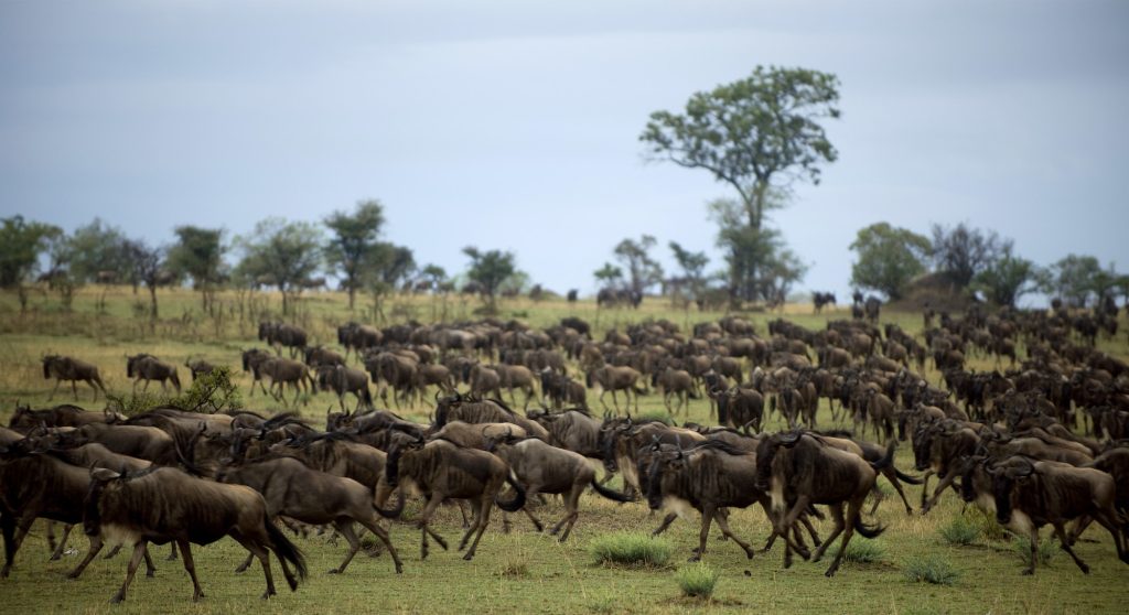 Wildebeest running, Serengeti National Park, Serengeti, Tanzania, Africa